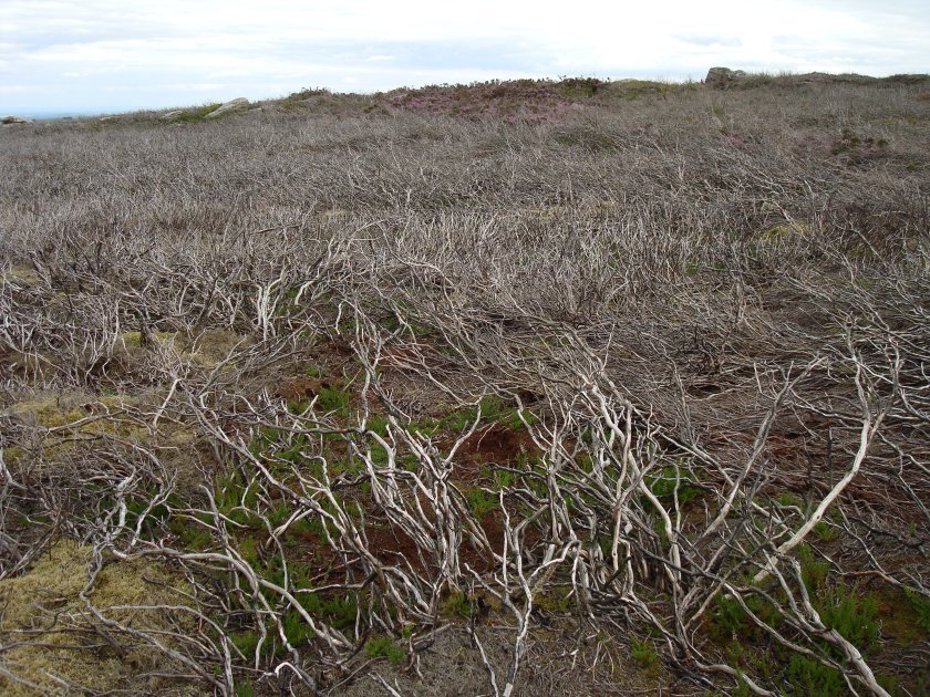 Burnt heather - Nought Moor, nr Pateley Bridge - CREASEY