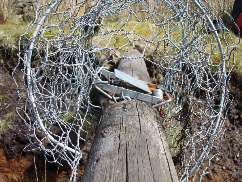 Rodent trap - Langbar Moor nr Ilkley - CREASEY.JPG